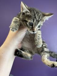 Shelter Stray Female Cat last seen Near S Copper Ridge Drive, Magna Township, UT, 84044, Taylorsville, UT 84123