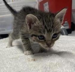 Shelter Stray Female Cat last seen Canal Road, San Pasqual, CA, 92082, Escondido, CA 92027