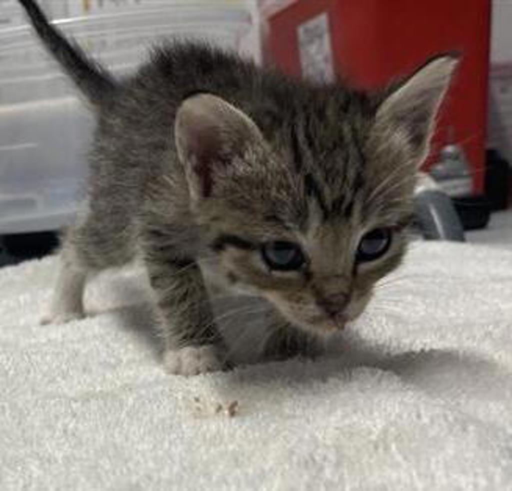 Shelter Stray Female Cat last seen Canal Road, San Pasqual, CA, 92082, Escondido, CA 92027