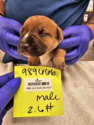 Shelter Stray Male Dog last seen Near Morena Boulevard, San Diego, CA, 92110, San Diego, CA 92110