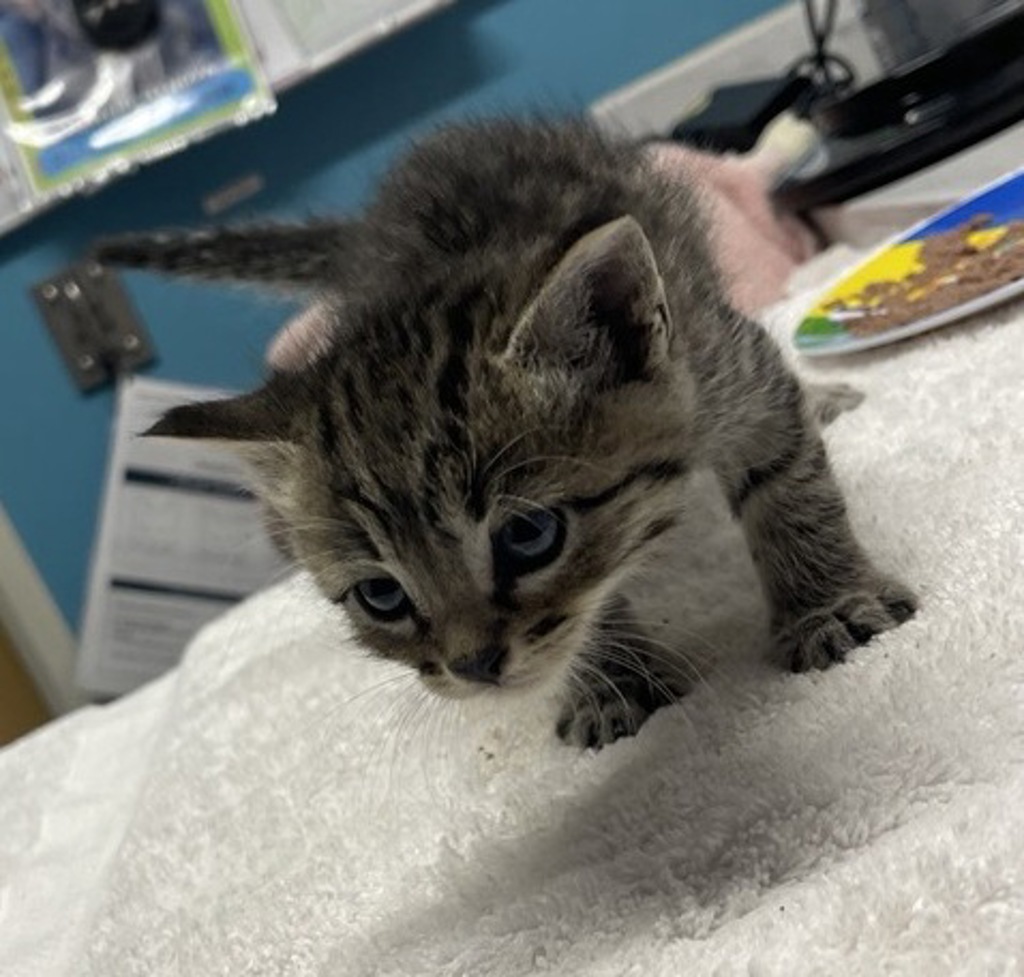 Shelter Stray Male Cat last seen Canal Road, San Pasqual, CA, 92082, Escondido, CA 92027