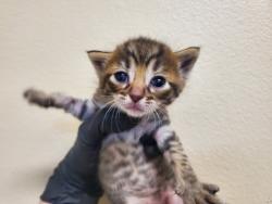 Shelter Stray Male Cat last seen Near Bonita Drive, Oceanside, CA, 92056, Oceanside, CA 92058