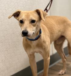 Shelter Stray Male Dog last seen Near Camino Del Este Road, San Diego, CA, 92108, San Diego, CA 92110