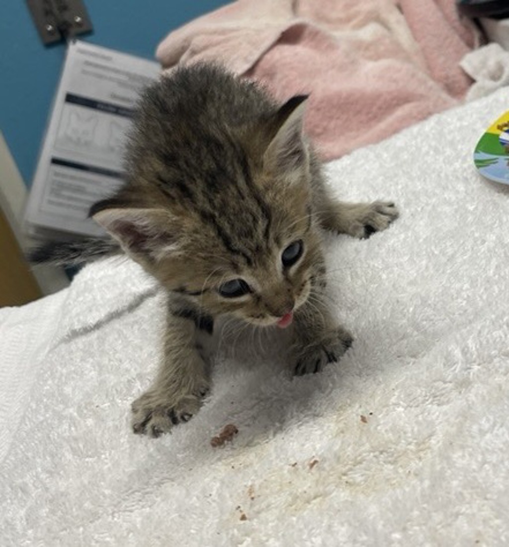 Shelter Stray Female Cat last seen Canal Road, San Pasqual, CA, 92082, Escondido, CA 92027