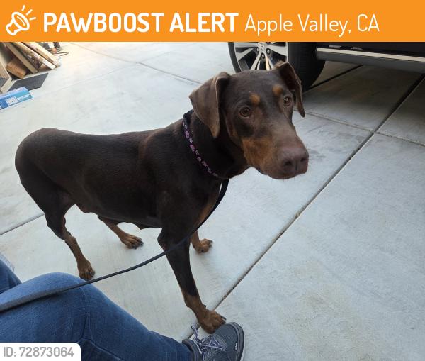 Found/Stray Female Dog last seen , found in stonebrook est community on Stratford Way, Apple Valley,, Apple Valley, CA 92308
