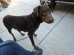 Found/Stray Female Dog last seen , found in stonebrook est community on Stratford Way, Apple Valley,, Apple Valley, CA 92308