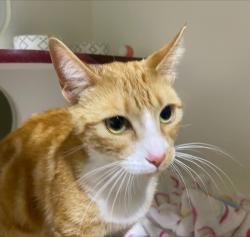 Shelter Stray Female Cat last seen Near West Street, San Diego, CA, 92113, San Diego, CA 92110