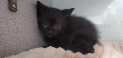 Shelter Stray Male Cat last seen Near S Magnolia Drive, Magna Township, UT, 84044, Taylorsville, UT 84123