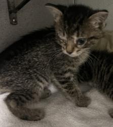 Shelter Stray Female Cat last seen Near S 8400 W, Magna Township, UT, 84044, Taylorsville, UT 84123