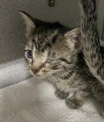 Shelter Stray Female Cat last seen Near S 8400 W, Magna Township, UT, 84044, Taylorsville, UT 84123