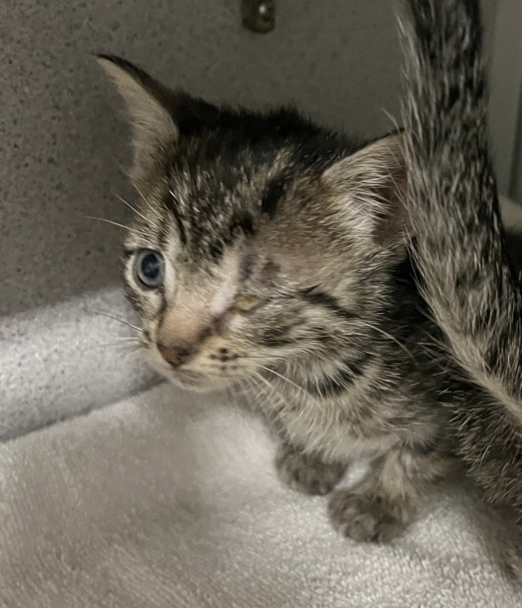 Shelter Stray Female Cat last seen Near S 8400 W, Magna Township, UT, 84044, Taylorsville, UT 84123