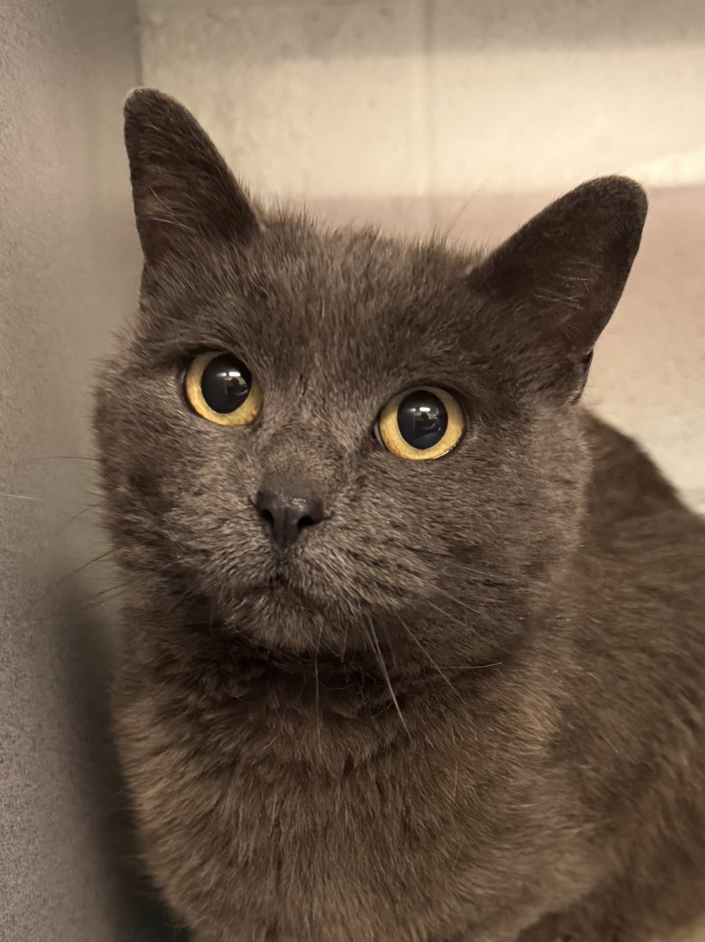 Shelter Stray Female Cat last seen Near S 8800 W, Copperton Township, UT, 84006, Taylorsville, UT 84123