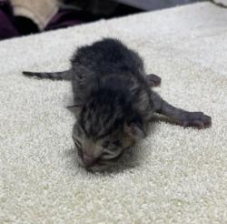 Shelter Stray Male Cat last seen Near Taylor Avenue, Escondido, CA, 92027, Escondido, CA 92027