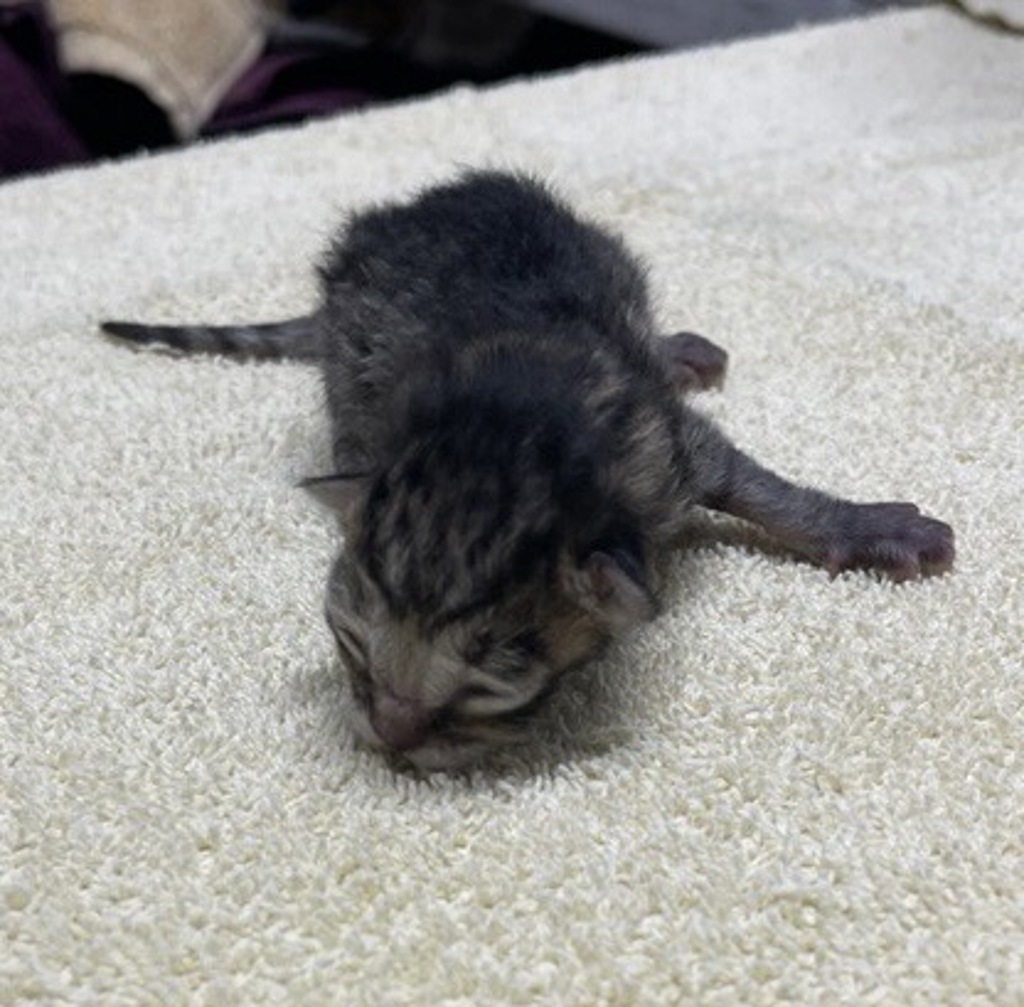 Shelter Stray Male Cat last seen Near Taylor Avenue, Escondido, CA, 92027, Escondido, CA 92027