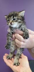 Shelter Stray Male Cat last seen Near E Downington Avenue, SALT LAKE CITY, UT, 84115, Taylorsville, UT 84123