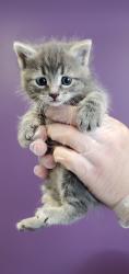 Shelter Stray Female Cat last seen Near E Downington Avenue, SALT LAKE CITY, UT, 84115, Taylorsville, UT 84123