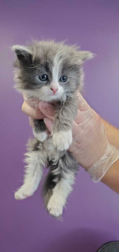 Shelter Stray Female Cat last seen Near E Downington Avenue, SALT LAKE CITY, UT, 84115, Taylorsville, UT 84123