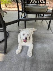 Found/Stray Female Dog last seen Commerce and La madre way, North Las Vegas, NV 89031