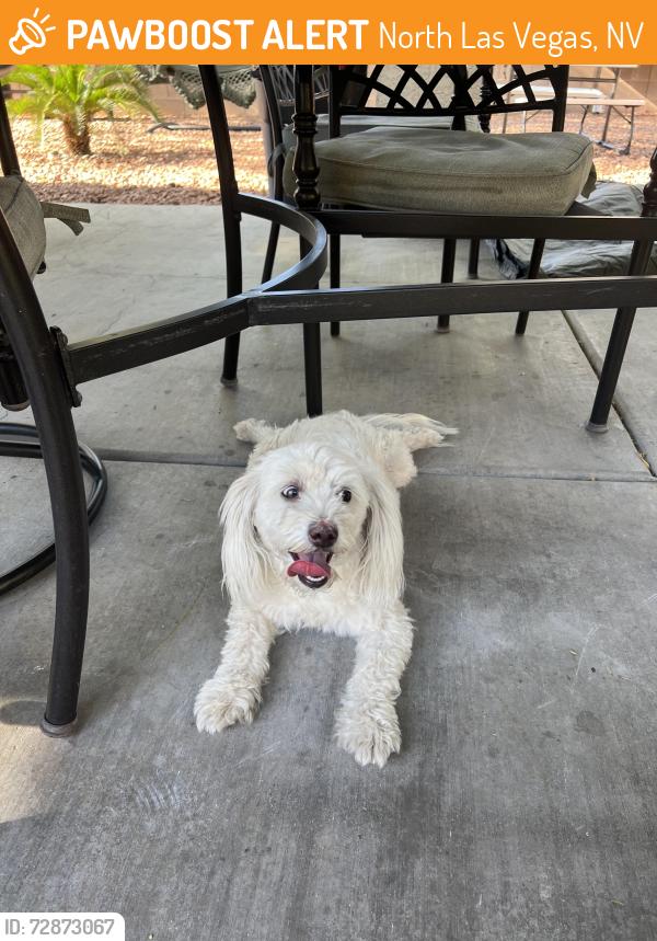 Found/Stray Female Dog last seen Commerce and La madre way, North Las Vegas, NV 89031
