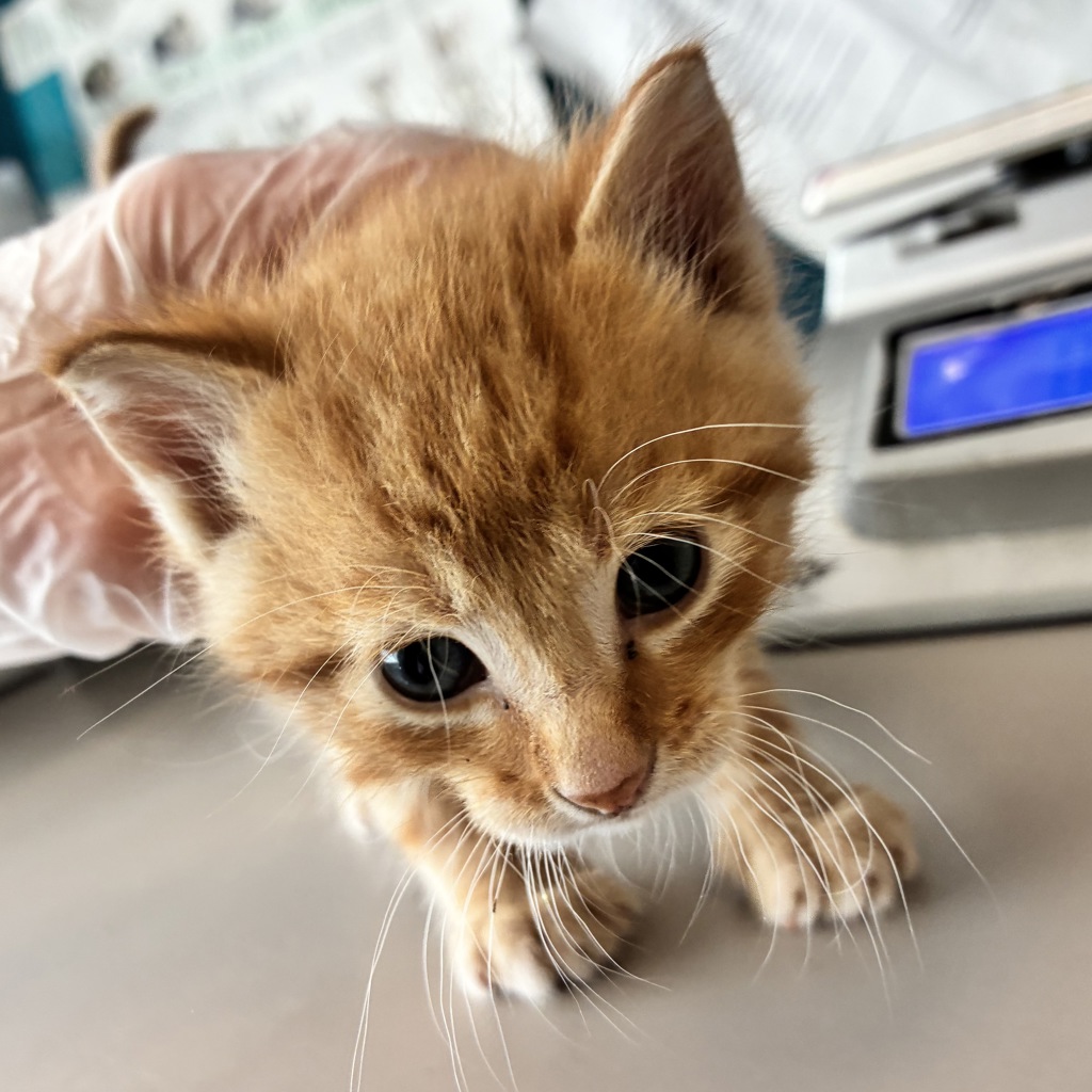 Shelter Stray Male Cat last seen Apt B,1266 N Forbes Parkway, SALT LAKE CITY, UT, 84116, Taylorsville, UT 84123