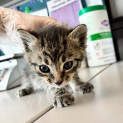 Shelter Stray Female Cat last seen Apt B,1266 N Forbes Parkway, SALT LAKE CITY, UT, 84116, Taylorsville, UT 84123