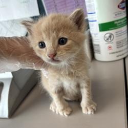 Shelter Stray Male Cat last seen Apt B,1266 N Forbes Parkway, SALT LAKE CITY, UT, 84116, Taylorsville, UT 84123