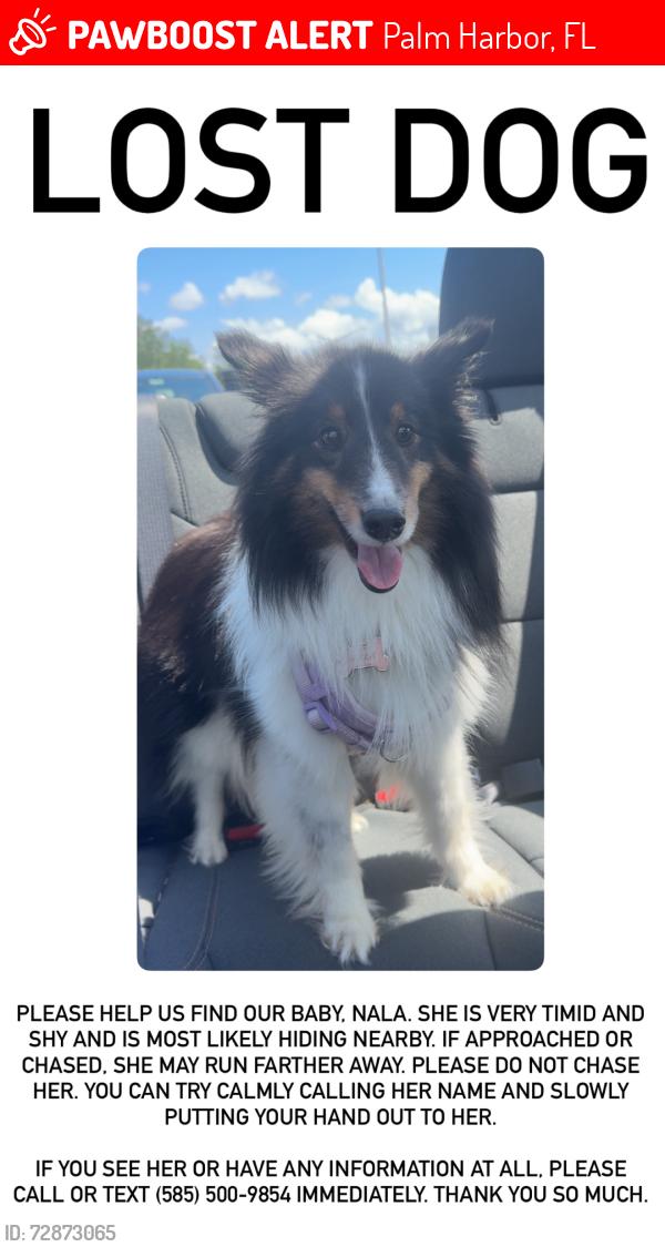 Lost Female Dog last seen in bell lansbrook village, Palm Harbor, FL 34685