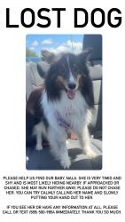 Lost Female Dog last seen in bell lansbrook village, Palm Harbor, FL 34685