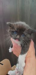 Shelter Stray Male Cat last seen Near Fort Douglas Boulevard, SALT LAKE CITY, UT, 84113, Taylorsville, UT 84123