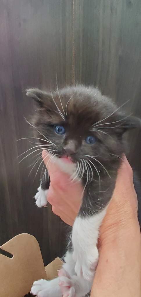 Shelter Stray Male Cat last seen Near Fort Douglas Boulevard, SALT LAKE CITY, UT, 84113, Taylorsville, UT 84123