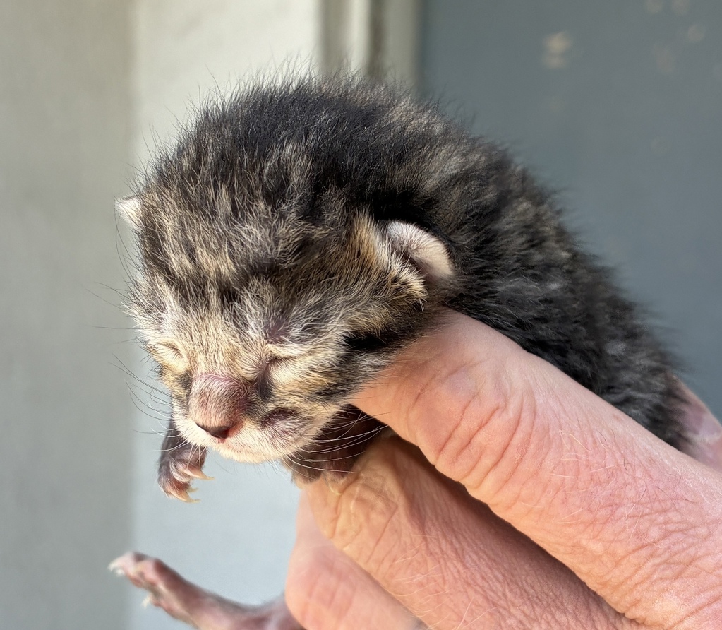 Shelter Stray Unknown Cat last seen Near N 900 W, SALT LAKE CITY, UT, 84116, Taylorsville, UT 84123