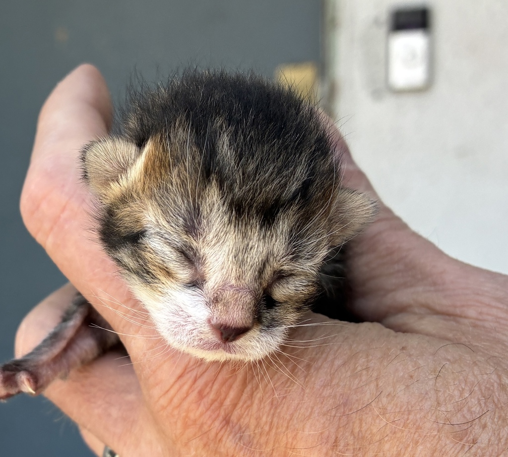 Shelter Stray Unknown Cat last seen Near N 900 W, SALT LAKE CITY, UT, 84116, Taylorsville, UT 84123
