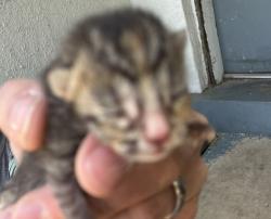 Shelter Stray Unknown Cat last seen Near N 900 W, SALT LAKE CITY, UT, 84116, Taylorsville, UT 84123
