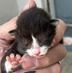 Shelter Stray Unknown Cat last seen Near N 900 W, SALT LAKE CITY, UT, 84116, Taylorsville, UT 84123