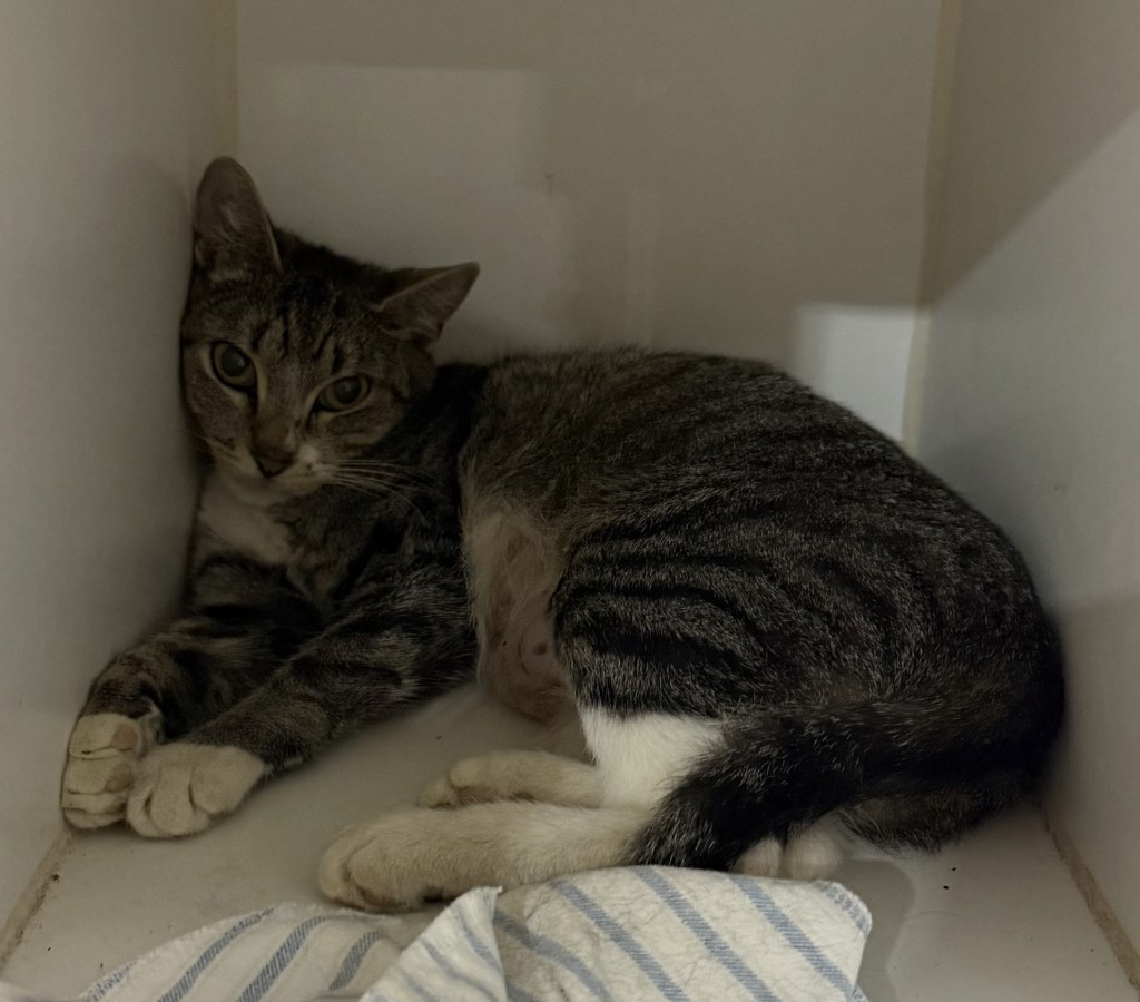 Shelter Stray Female Cat last seen 48th Street, San Diego, CA, 92105, San Diego, CA 92110