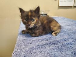 Shelter Stray Female Cat last seen Near Pluto Road, Vista, CA, 92083, Oceanside, CA 92058