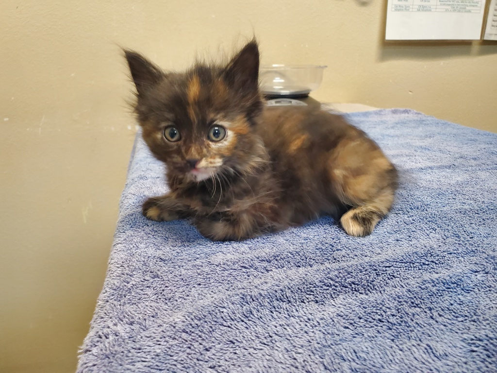 Shelter Stray Female Cat last seen Near Pluto Road, Vista, CA, 92083, Oceanside, CA 92058