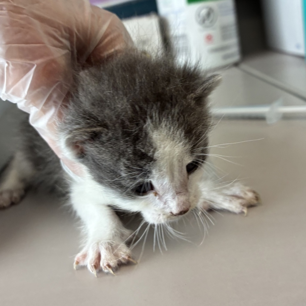 Shelter Stray Male Cat last seen Near S 4180 W, Kearns Township, UT, 84118, Taylorsville, UT 84123
