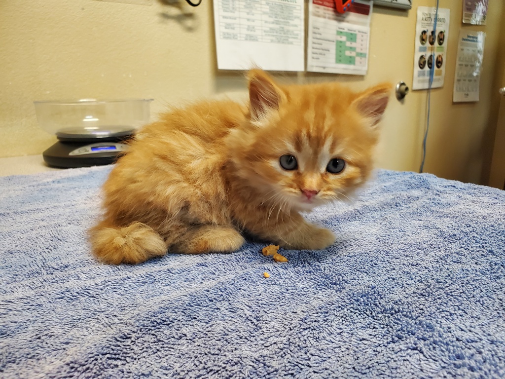 Shelter Stray Female Cat last seen Near Pluto Road, Vista, CA, 92083, Oceanside, CA 92058