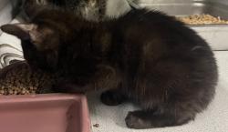 Shelter Stray Male Cat last seen Near S 8400 W, Magna Township, UT, 84044, Taylorsville, UT 84123