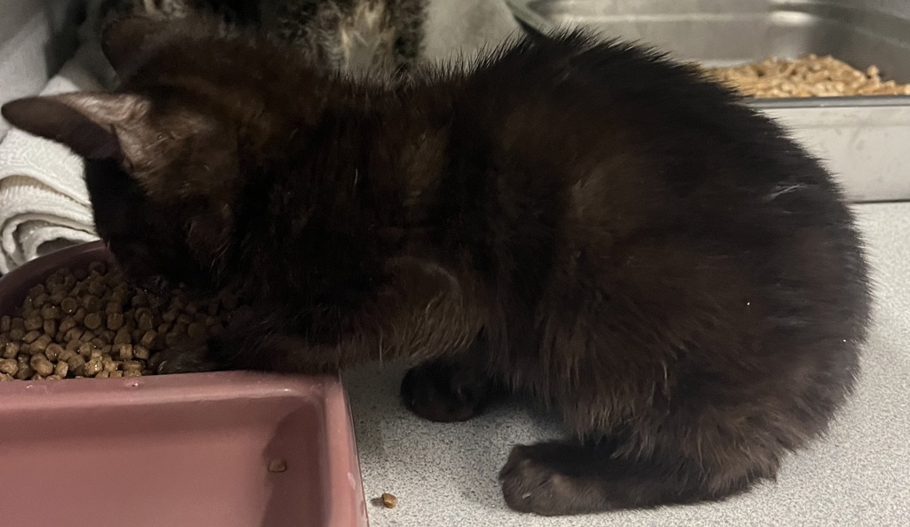 Shelter Stray Male Cat last seen Near S 8400 W, Magna Township, UT, 84044, Taylorsville, UT 84123