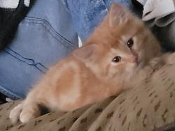 Found/Stray Male Cat last seen Upland & Evergreen , Las Vegas, NV 89107