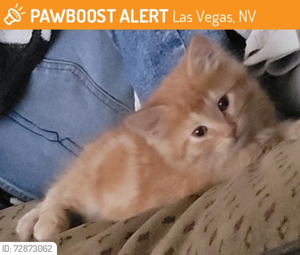 Found/Stray Male Cat last seen Upland & Evergreen , Las Vegas, NV 89107