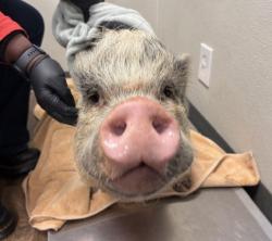Shelter Stray Female Other last seen Monument, San Diego, CA, 92154, San Diego, CA 92110
