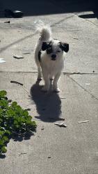Lost Male Dog last seen 6th and santa fe, Denver, CO 80204