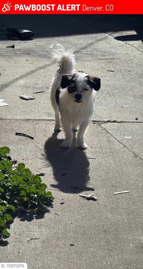 Lost Male Dog last seen 6th and santa fe, Denver, CO 80204