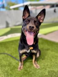 Shelter Stray Female Dog last seen Near E Wellwood Road, Midvale, UT, 84047, Taylorsville, UT 84123