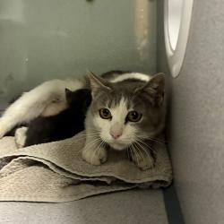 Shelter Stray Female Cat last seen Near S 4180 W, Kearns Township, UT, 84118, Taylorsville, UT 84123
