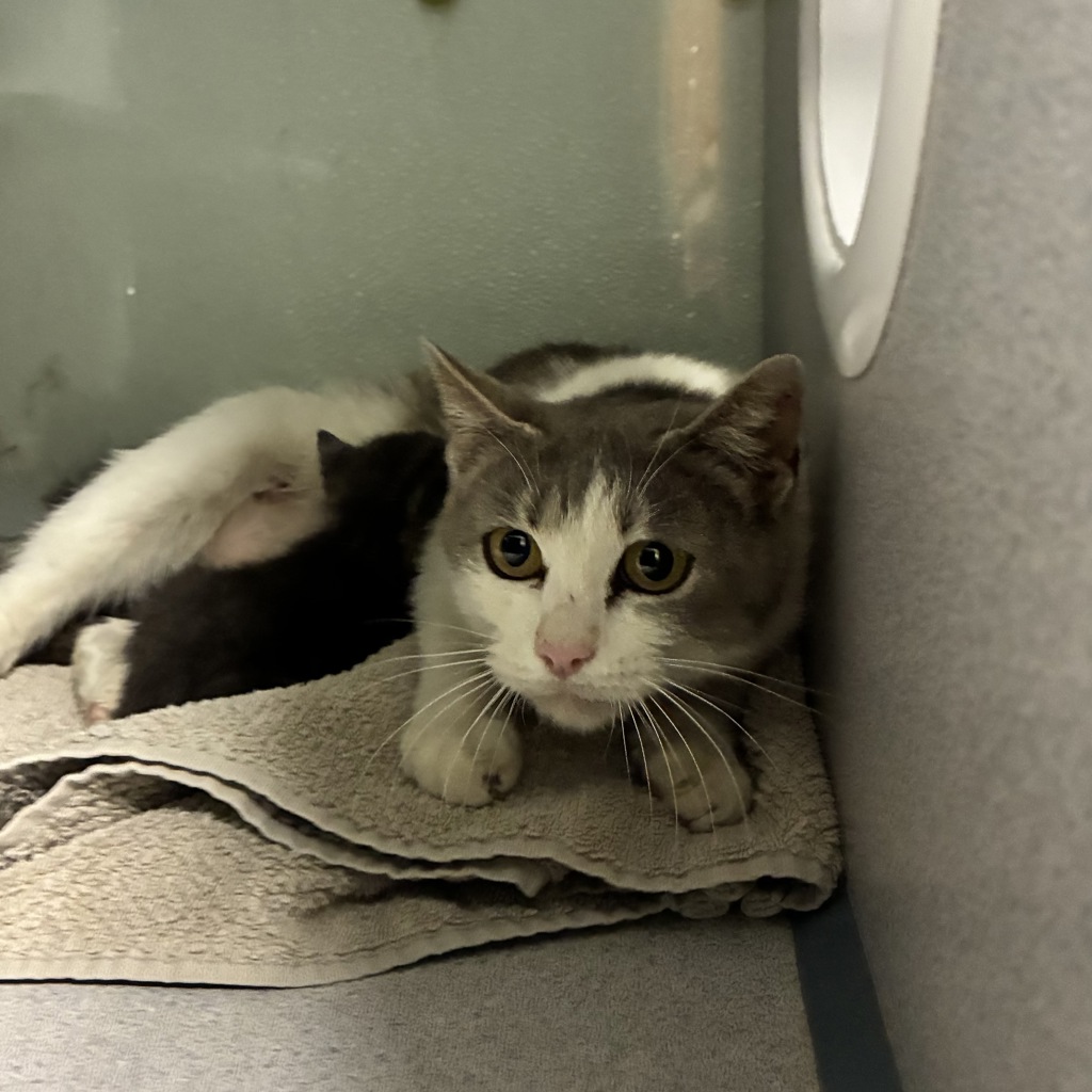 Shelter Stray Female Cat last seen Near S 4180 W, Kearns Township, UT, 84118, Taylorsville, UT 84123