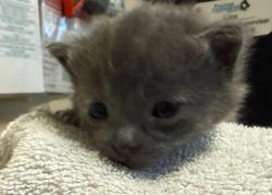 Shelter Stray Female Cat last seen Near Islander Street, Oceanside, CA, 92054, Oceanside, CA 92058